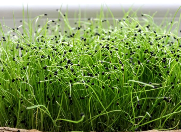 Zöldfűszer ültetőcsomag mikrofűszerek növesztéséhez