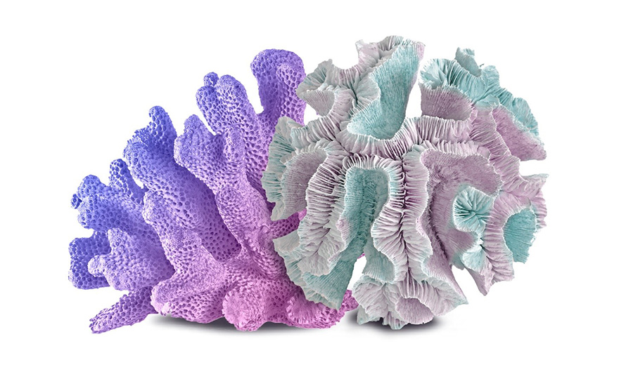 korall-calcium-japan.jpg